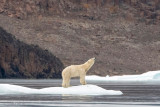Polar bear - IJsbeer - Ursus maritimus