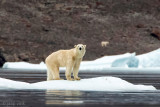 Polar bear - IJsbeer - Ursus maritimus
