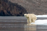 Polar Bear - IJsbeer - Ursus maritimus
