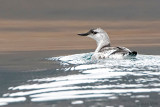 Black Guillemot - Zwarte Zeekoet - Cepphus grylle