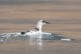 Black Guillemot - Zwarte Zeekoet - Cepphus grylle