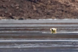 Polar Bear - IJsbeer - Ursus maritimus