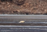 Polar Bear - IJsbeer - Ursus maritimus