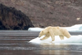 Polar Bear - IJsbeer - Ursus maritimus