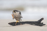 Peregrine - Slechtvalk - Falco peregrinus