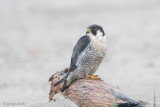 Peregrine - Slechtvalk - Falco peregrinus