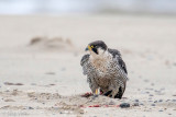 Peregrine - Slechtvalk - Falco peregrinus