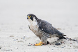 Peregrine - Slechtvalk - Falco peregrinus