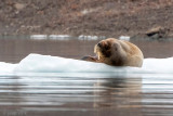 Walrus - Odobenus rosmarus