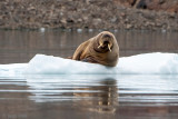 Walrus - Odobenus rosmarus