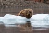 Walrus - Odobenus rosmarus