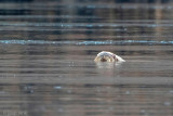 Walrus - Odobenus rosmarus