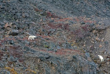 Polar Bear encounter - IJsbeer ontmoeting