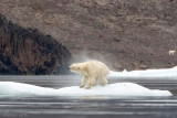 Polar Bear - IJsbeer - Ursus maritimus