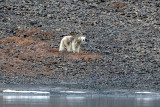 Polar Bear - IJsbeer - Ursus maritimus