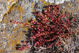Arctic Willow - Poolwilg - Salix arctica