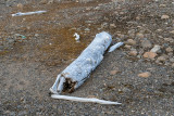 Driftwood from where? - Drijfhout waar vandaan?