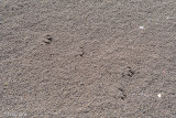 Arctic Fox footprints - Poolvos pootafdrukken