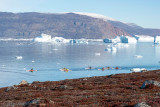 Kayaking between icebergs - Kayakken tussen ijsbergen