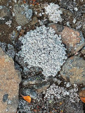 Lichens - Korstmossen