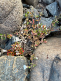 Arctic Mouse-Ear - Poolhoornbloem - Cerastium arcticum