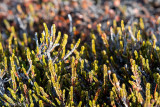 Arctic vegetation - Arctische vegetatie