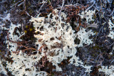 Cetraria spec - Mos species