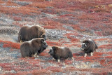 Muskox - Muskusos - Ovibos moschatus