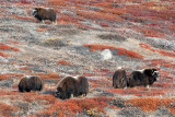 Muskox - Muskusos - Ovibos moschatus