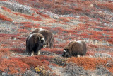 Muskox - Muskusos - Ovibos moschatus