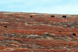 Muskox - Muskusos - Ovibos moschatus