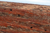 Muskox - Muskusos - Ovibos moschatus