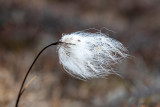 Arctic Cottongrass - Wollegras - Eriophorum callitrix