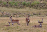 Mountain nyala - nyala di Montagna