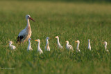 Ciconia ciconia (white stork-cicogna bianca)