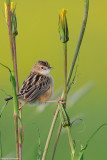 Cisticola juncidis (zitting cisticola - beccamoschino)