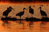 Threskiornis aethiopicus (sacred ibis - ibis sacro)