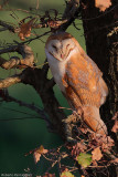 Tyto alba (barn owl - barbagianni)