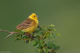 Emberiza citrinella (Yellow bunting-Zigolo giallo)