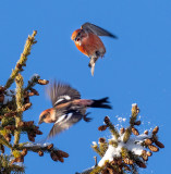Male White-winged Crossbill defending his territory.