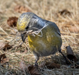 This female Red Crossbill and the male (next) were flying in and out of a spruce tree. Wonder if she is making a nest.