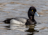 Male Greater Scaup.