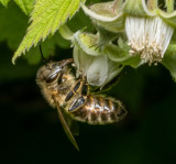 A bee in my Raspberry patch.
