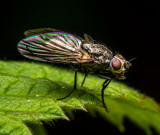 Who knew flies have special wings to wear on Pride Day.