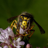 A face only a mother wasp could love.