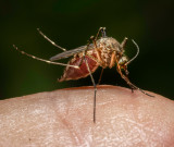 Mosquito filling up on my thumb. It was squashed before it flew away.