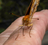 This butterfly landed on my finger (second view).