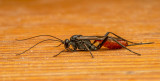 Ichneumonid Wasp on my deck.