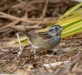 Swamp Sparrow near a local pond.
