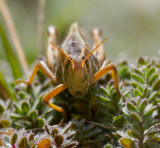 Head on shot of this fierce looking grasshopper. (Melanoplus bivittatus)